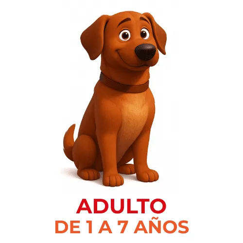 Adulto