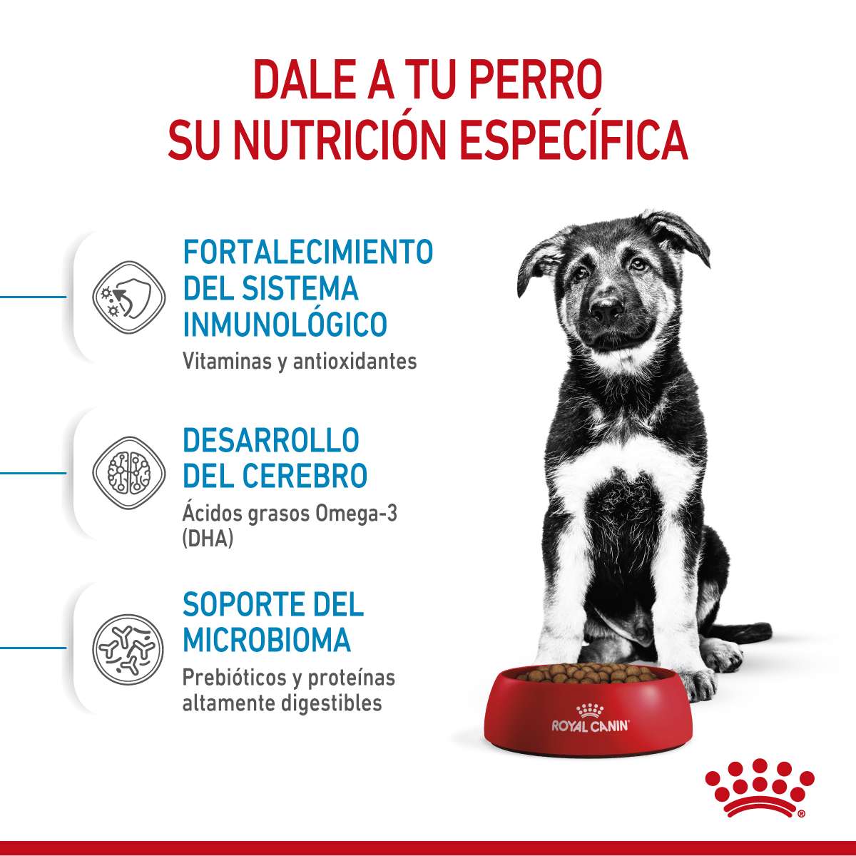 Royal Canin Maxi Puppy Alimento Seco para Perro | 3 y 15 kg