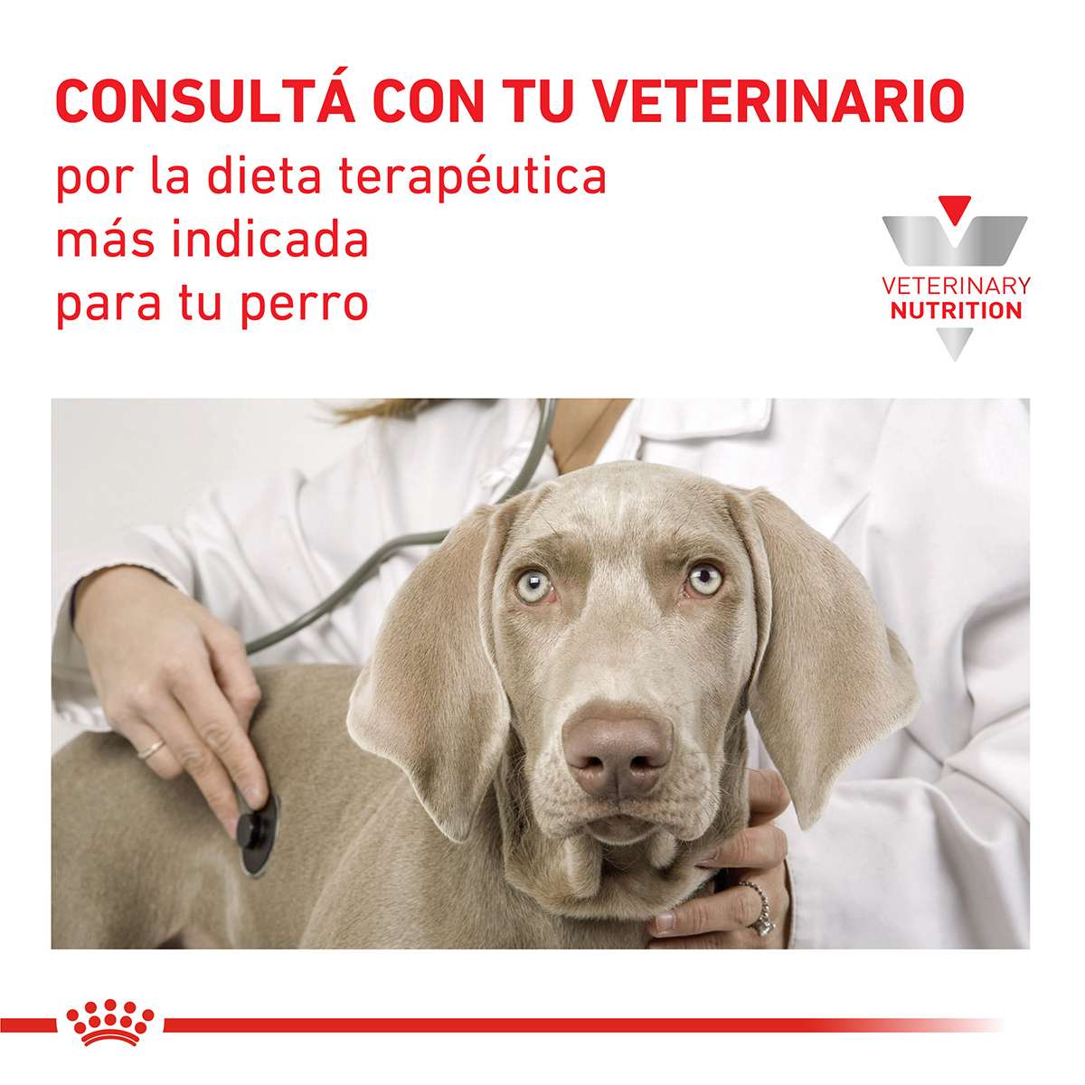 Royal Canin Hepatic Canine Alimento Seco para Perro | 1,5 y 10 kg - Imagen 6