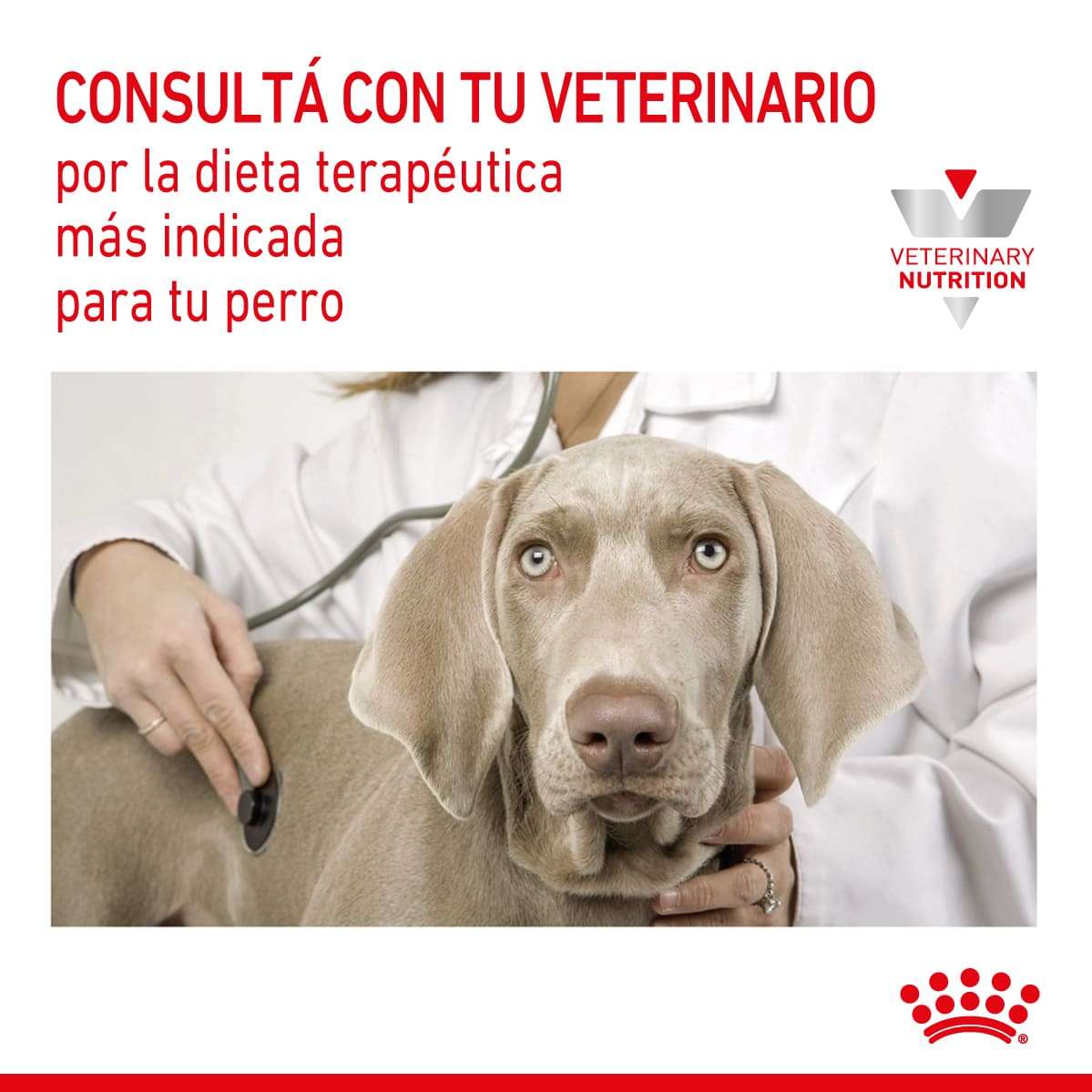 Royal Canin Hypoallergenic Puppy Dog Alimento Seco para Perro Cachorro